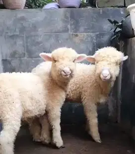 sepasang anakan bibit domba merino super 4 bulan shaun the sheep jinak
