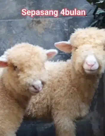 sepasang anakan bibit domba merino super 4 bulan shaun the sheep jinak