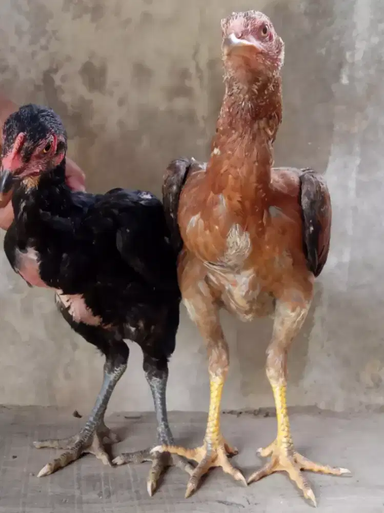 Ayam Bangkok pama full abur