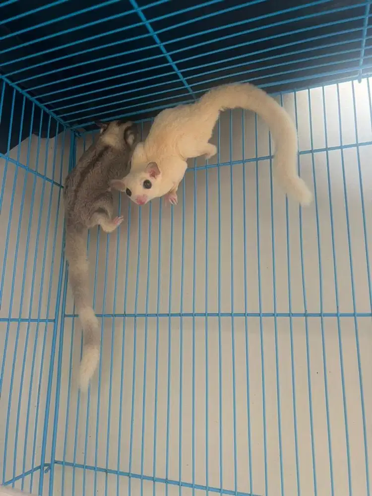 Sugar glider 4ekor jinak