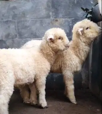 sepasang anakan cempe domba merino superan 4 bulanan shaun the sheep
