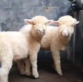 sepasang anakan cempe domba merino superan 4 bulanan shaun the sheep