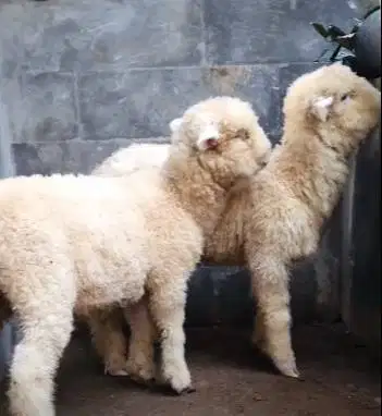 sepasang anakan bibit domba merino super 4 bln shaun the sheep rawatan