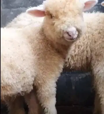 sepasang anakan bibit domba merino super 4 bln shaun the sheep rawatan