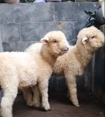 sepasang anakan bibit domba merino super 4 bln shaun the sheep rawatan