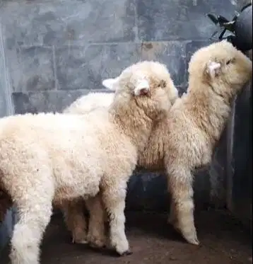 sepasang anakan bibit domba merino super 4 bulanan shaun the sheep top