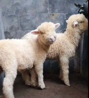 sepasang anakan bibit domba merino super 4 bulanan shaun the sheep top