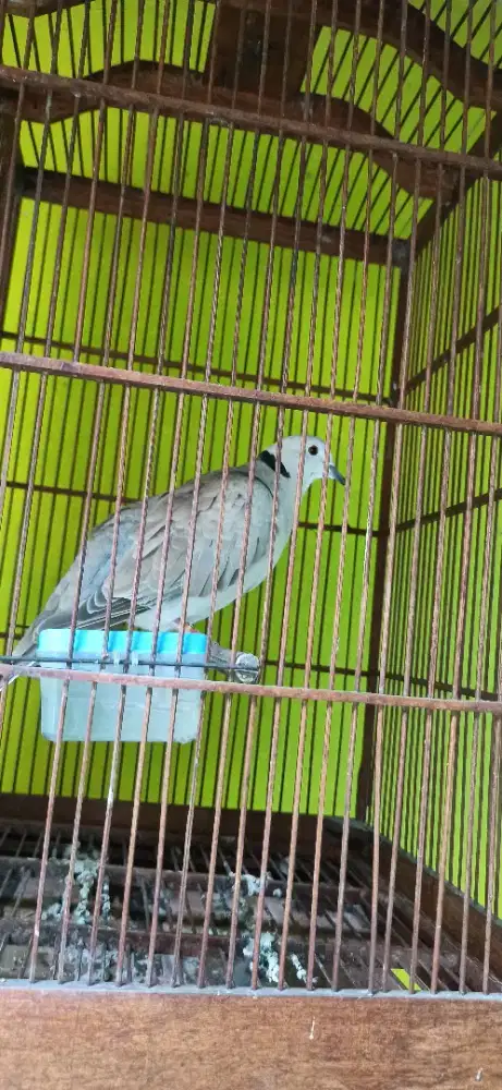 puter pelung gacor syahdu