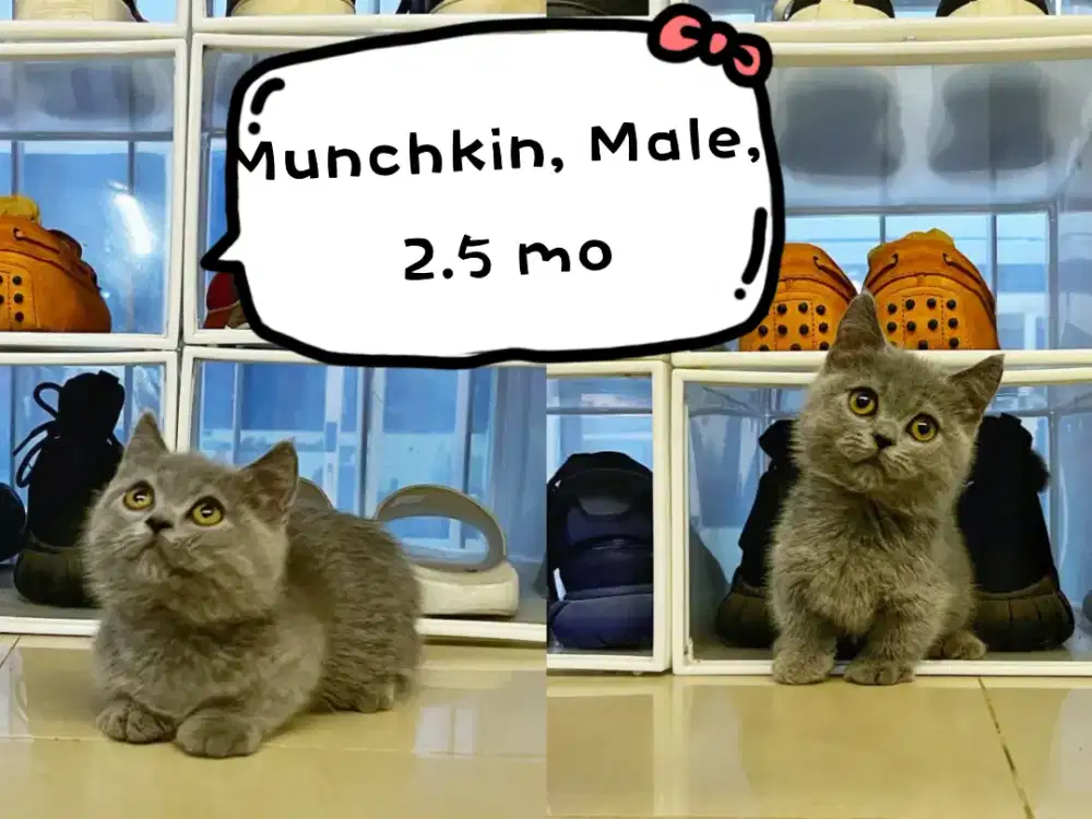 Munchkin Blue Male