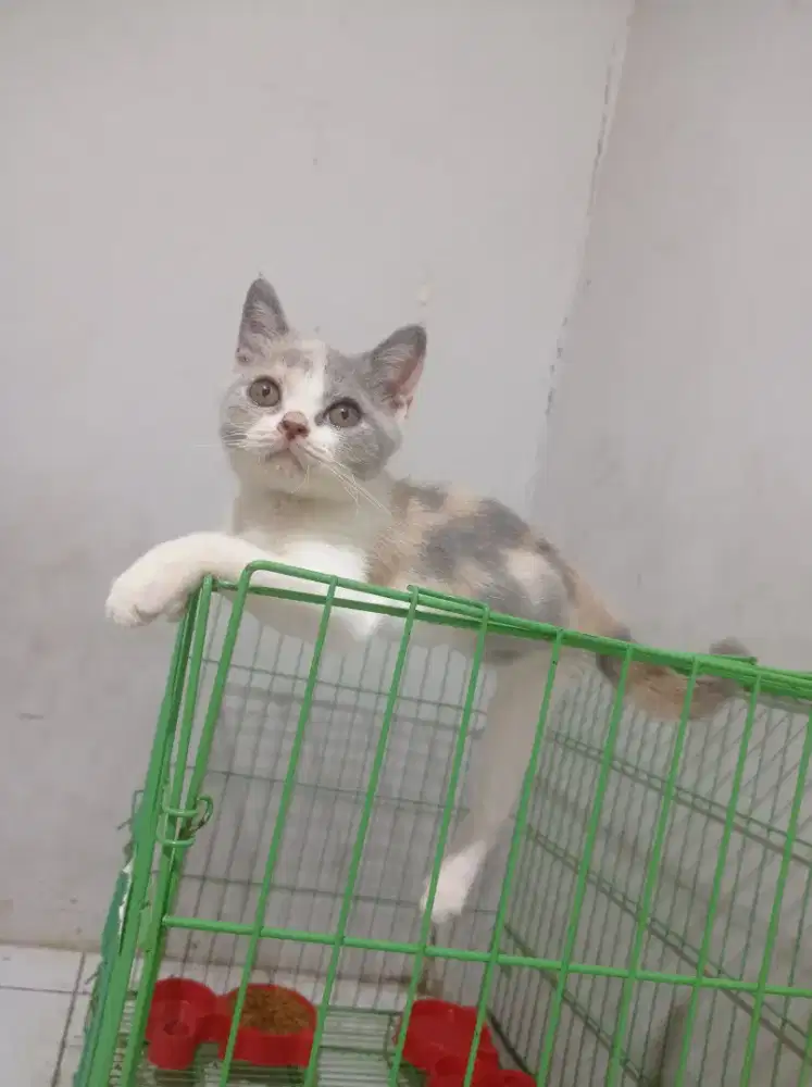 British shorthair bsh