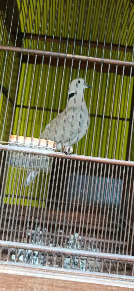 puter pelung gacor