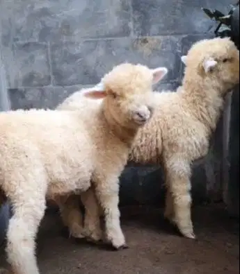 sepasang anakan bibit domba merino super 4 bulanan shaun the sheep top