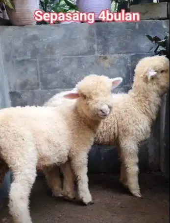 sepasang anakan bibit domba merino super 4 bulanan shaun the sheep top
