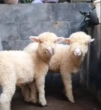 sepasang anakan cempe domba merino superan 4 bln shaun the sheep puas