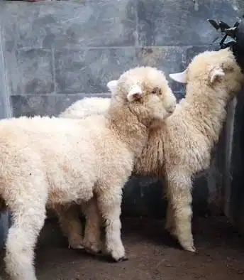 sepasang anakan cempe domba merino superan 4 bln shaun the sheep puas