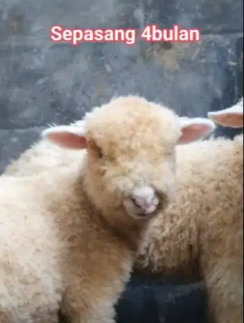 sepasang anakan cempe domba merino super 4 bulanan shaun the sheep top