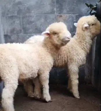 sepasang anakan cempe domba merino super 4 bulanan shaun the sheep top