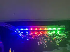 Lampu glowfish 3 warna