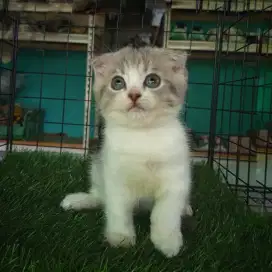 Scottish fold betina.