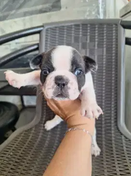 Dijual anakan Frenchie open booking
