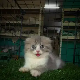 Scottish fold betina