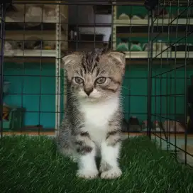 Scottish fold jantan.