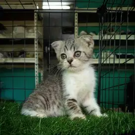 Scottish fold jantan