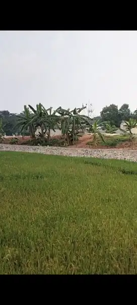 TANAH DAN SAWAH POSISI STRATEGIS DI PARUNG PANJANG