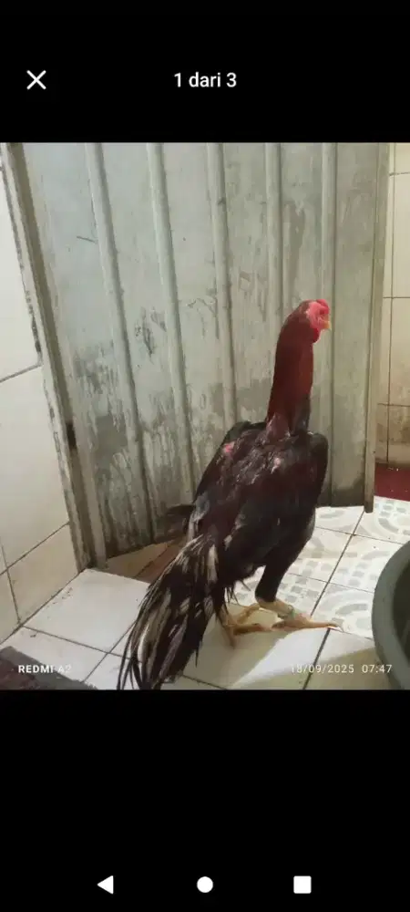 Ayam jago bangkok lok rwalmbu bekasi