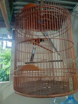 Burung Muray ekor 19