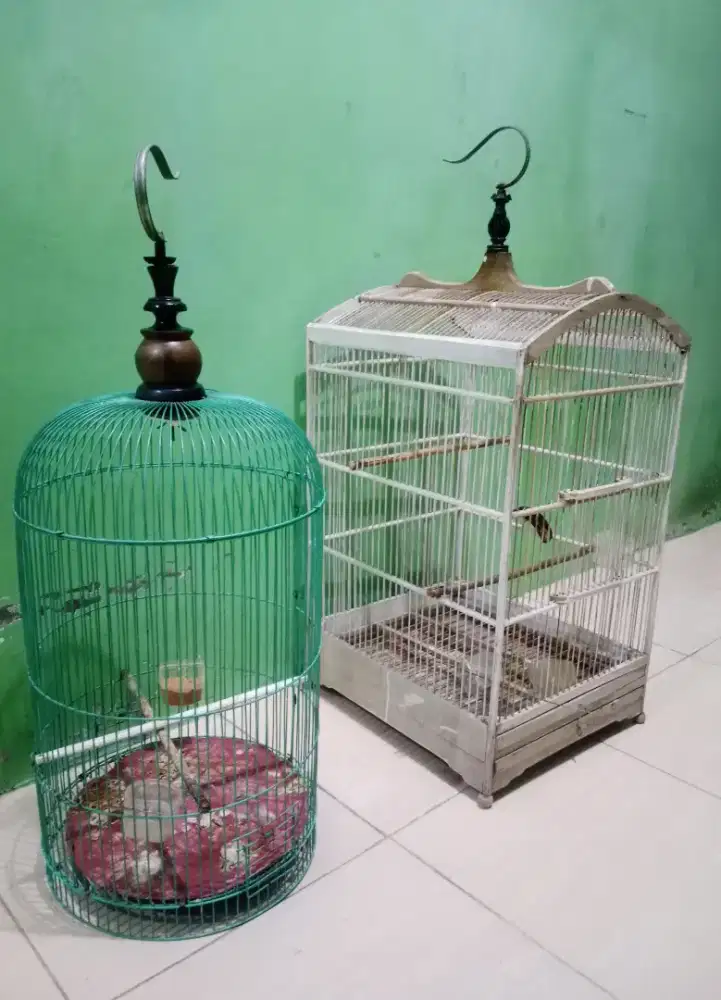 Kandang replika ebod& kandang lb