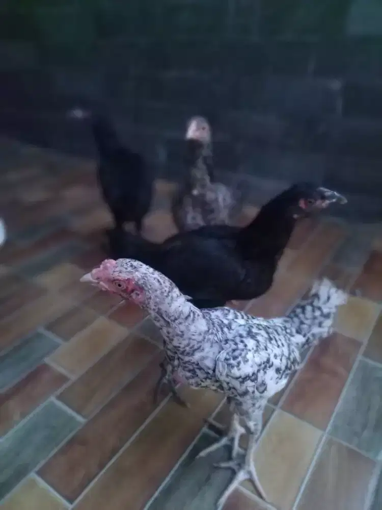 Anak Ayam Bangkok Klasik