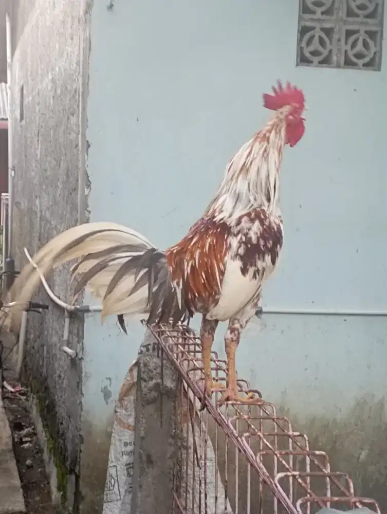 Ayam jago Kampung buat pacekan