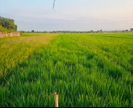 Dijual cepat sawah