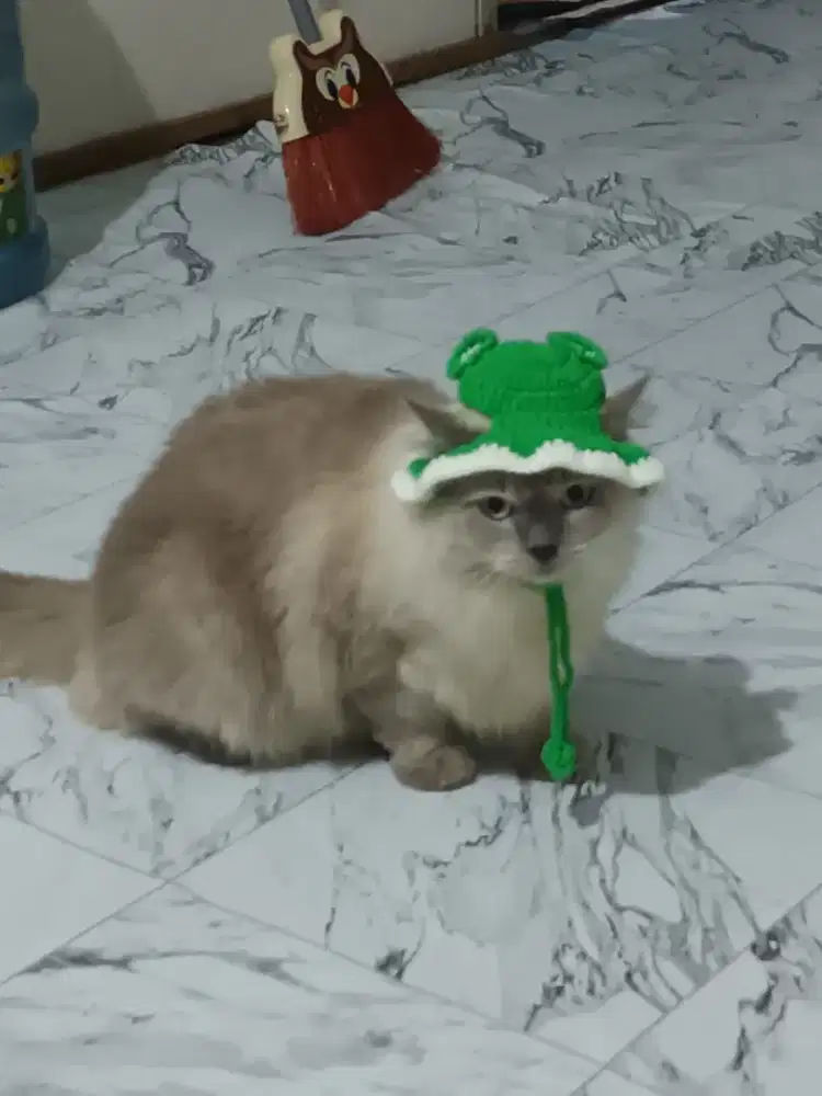 Lepas Adopsi Kucing Himalaya