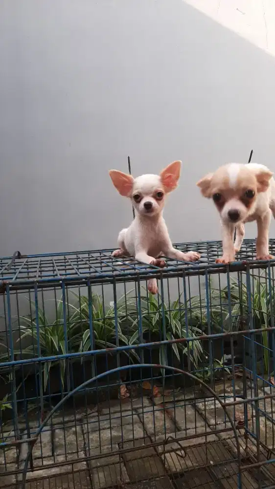 Anakan cihuahua mini