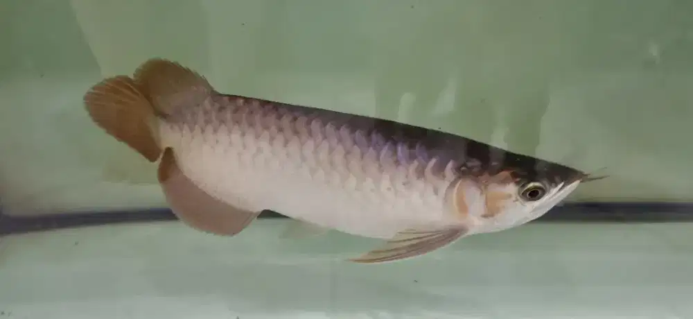 ikan arwana red chili