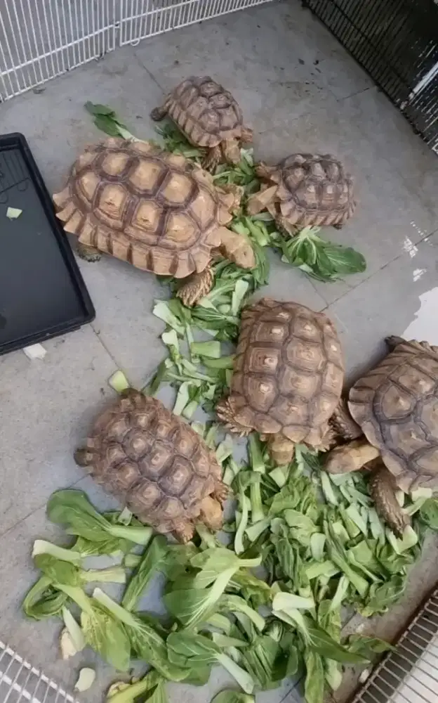 kura-kura sulcata