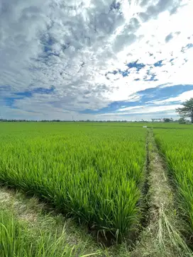 TANAH SAWAH DAERAH BAROMBONG