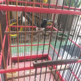 Burung masteran teledekan laut harian greceh
