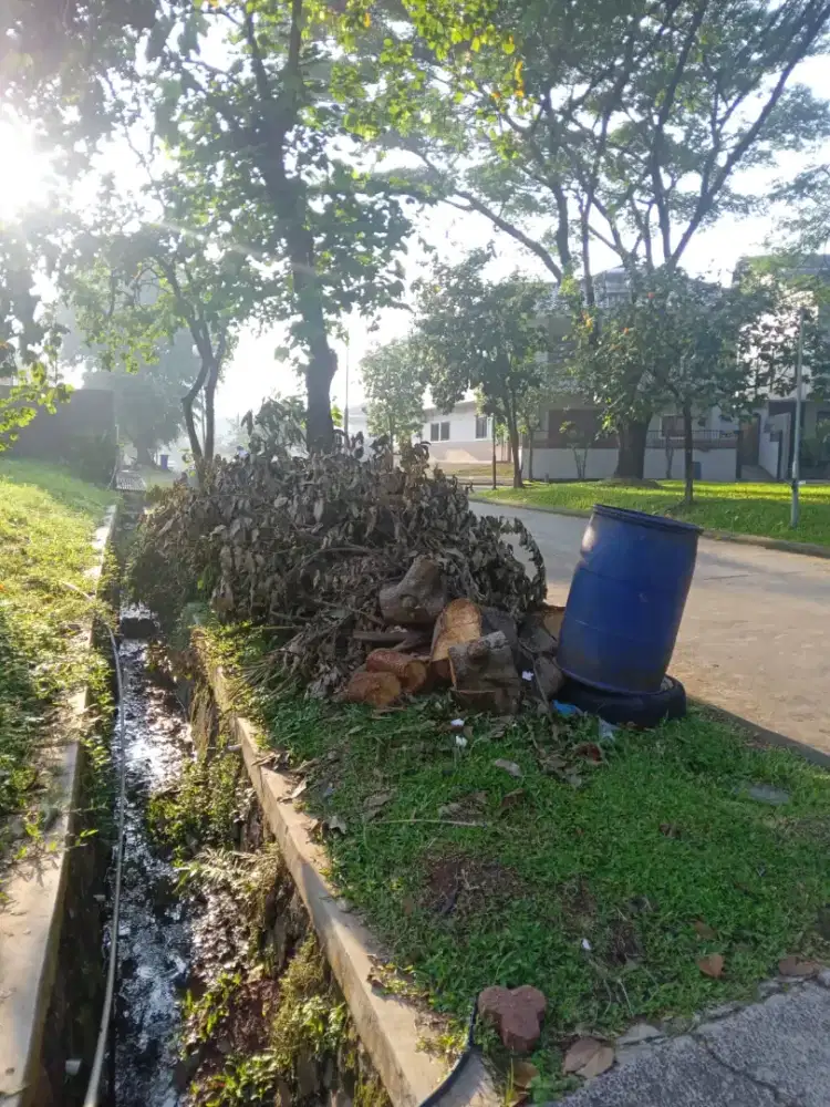 Kayu pohon mangga