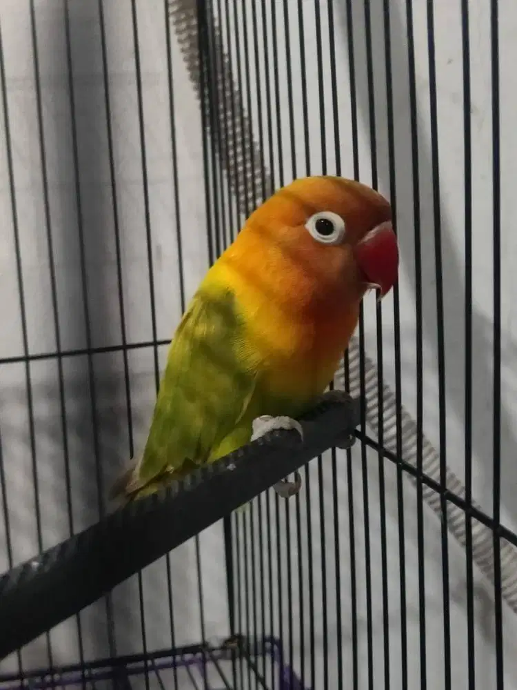 Burung Lovebird Biola