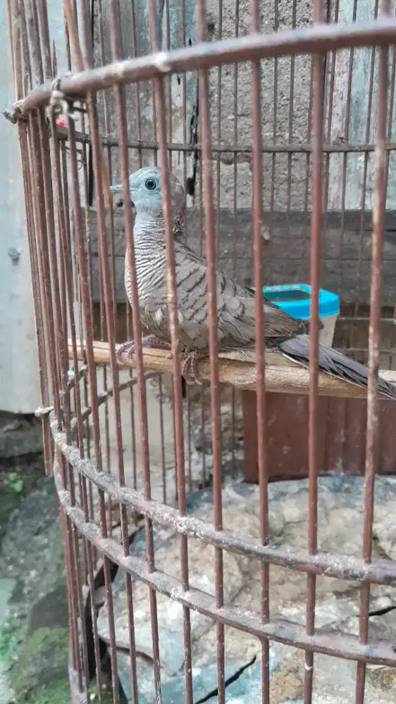 Burung perkutut murah