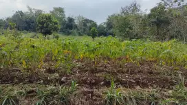 Tanah murah gedong karanganyar