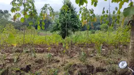 Kebun aplukat karanganyar