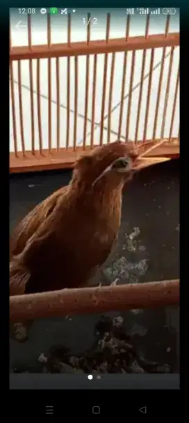 SEPASANG WAMBI ,betina bulunya ambrol bisa Tt