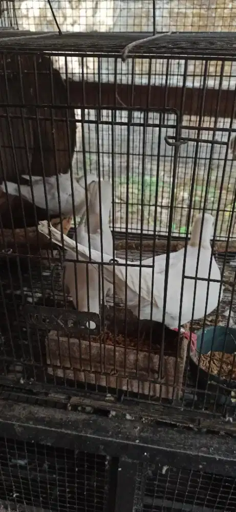 sepasang pelung bawa anak