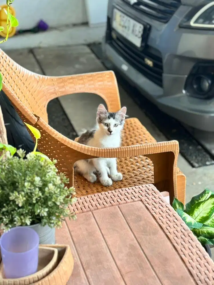 kucing mixdome kitten (free khusus yg serius)