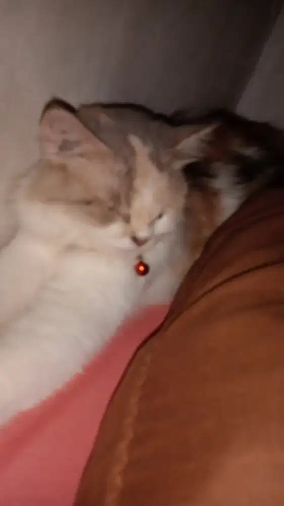 Lepas adop kucing