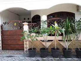 RUMAH KOS 2 LANTAI KLAMPIS SEMALANG, FURNISH
